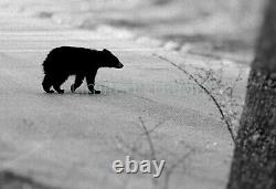 Baby Bear Signed Limited Edition 13x19 1.22