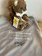Charlie Bears Minimo Scampeteer Squirrel Limited Edition 2000 Pieces + Dust Bag