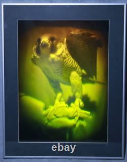 Falcon Reflection on Hologram Glass Limited Edition (49/100) by R. H. S Ltd 1986