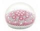 St Louis Crystal Paperweight Limited Edition 2015 Daisy, 50 Pieces
