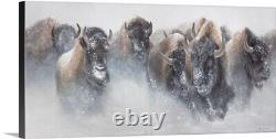 Troupeau rugissant - Bisons buffles dans la neige hivernale - Estampe d'art en édition limitée en giclée